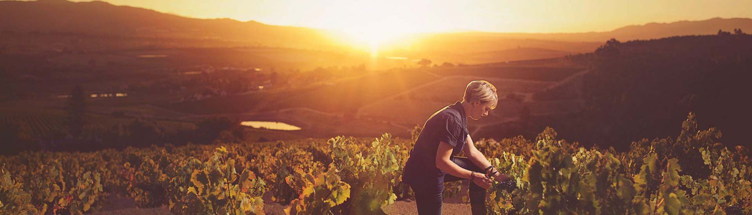 Wellington Wines Wellington Wines